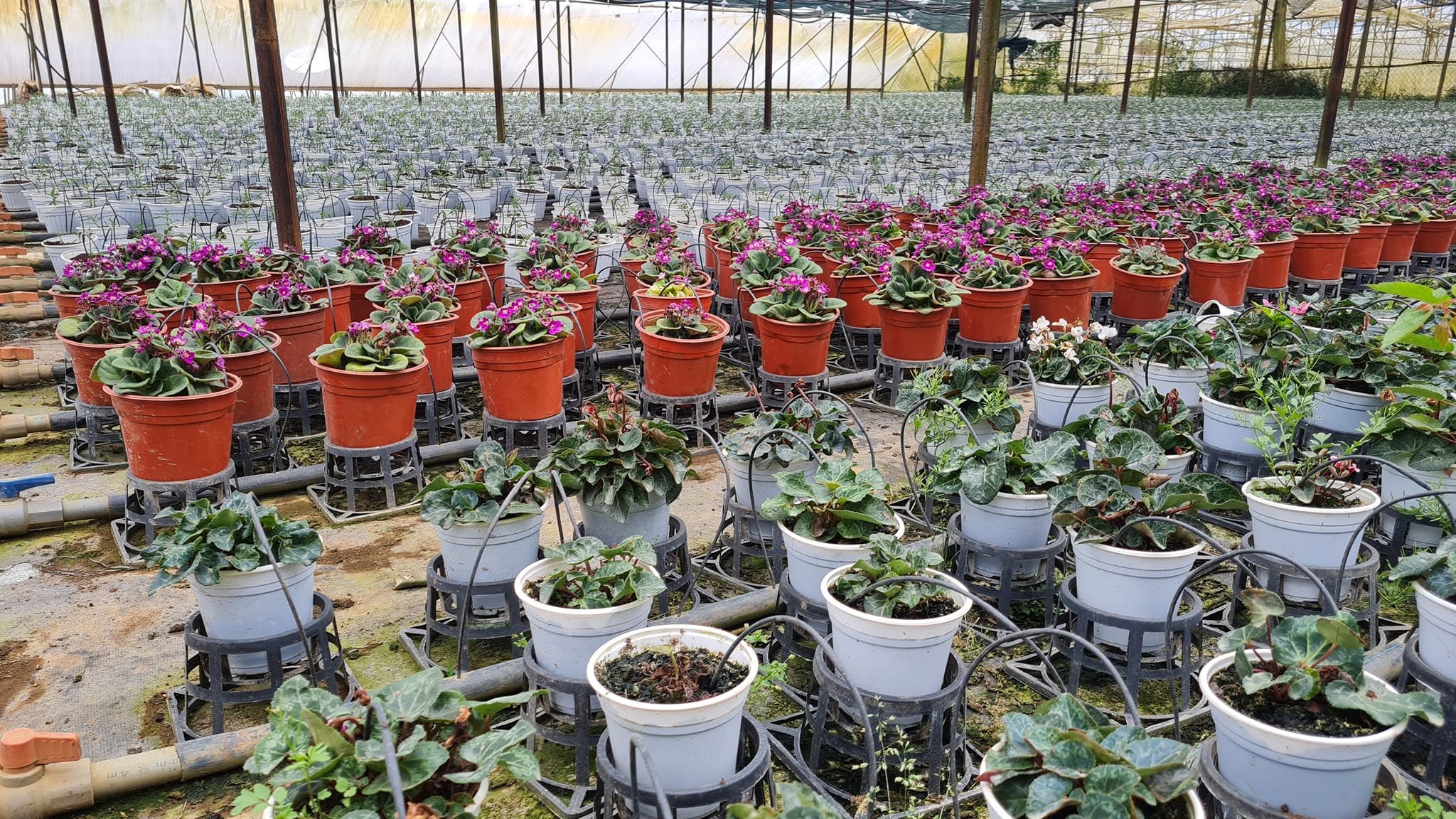 Hoa chậu Alpha Farm tại Đà Lạt