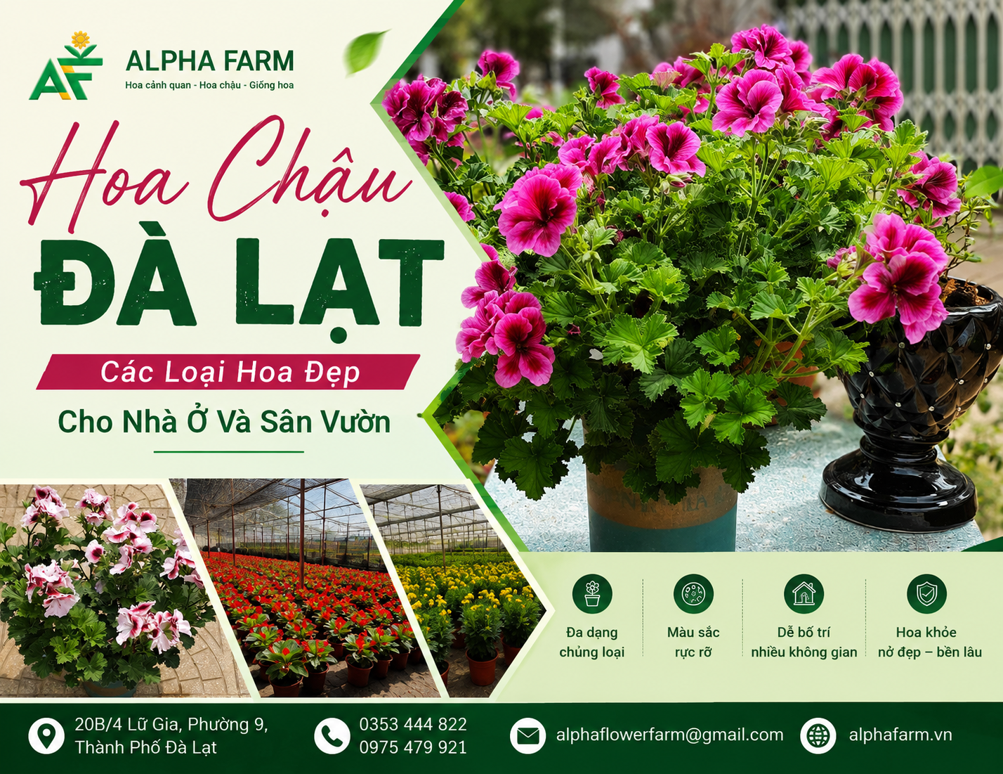 Hoa chậu Đà Lạt tại Alpha Farm