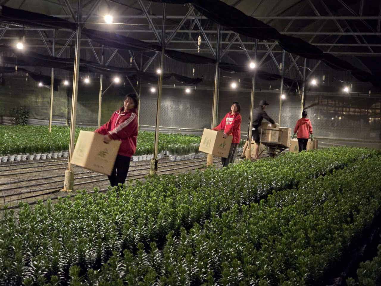 Nguyễn Nhật Quang - Founder Alpha Farm