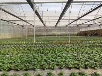 Cây giống cẩm tú cầu F1 nuôi cấy mô vỉ 112