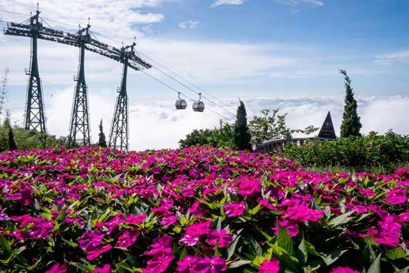 Lavender oải hương Đà Lạt