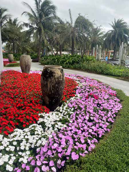 Hoa hồng chậu và Trạng nguyên đỏ lễ hội Alpha Farm