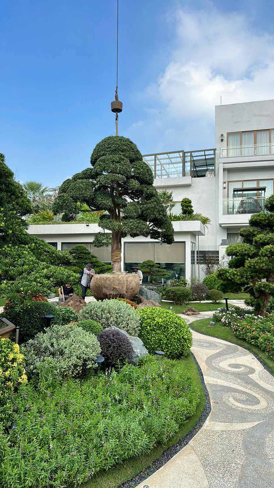 Bonsai Tùng La Hán và Thông thế Đà Lạt biệt thự VIP