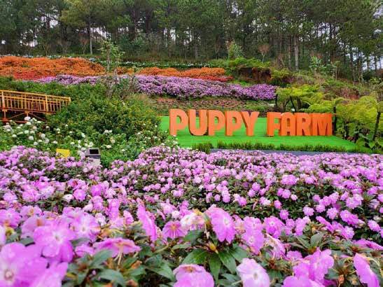 Cảnh quan hoa Puppy Farm, KDL Chuồn Chuồn & Fresh Garden Đà Lạt