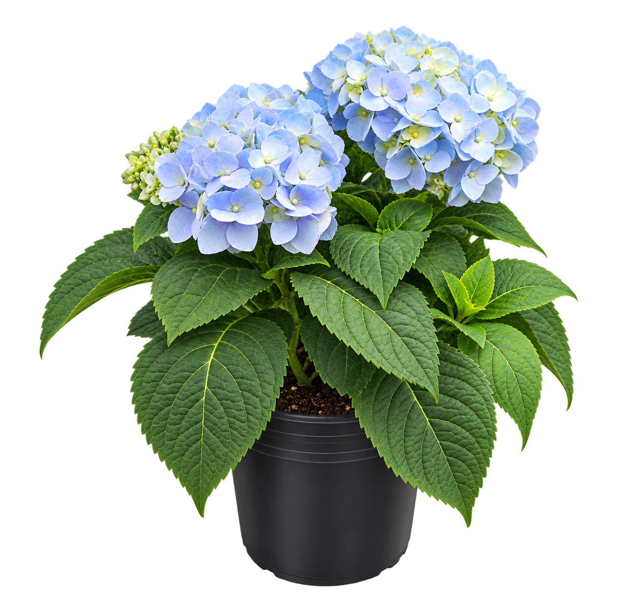 Hoa thực tế tại Alpha Farm Đà Lạt